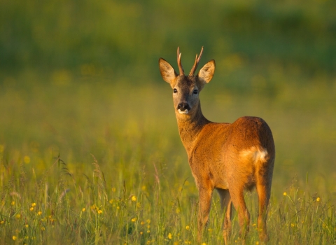 Roe Deer