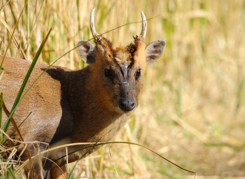 Muntjac Deer