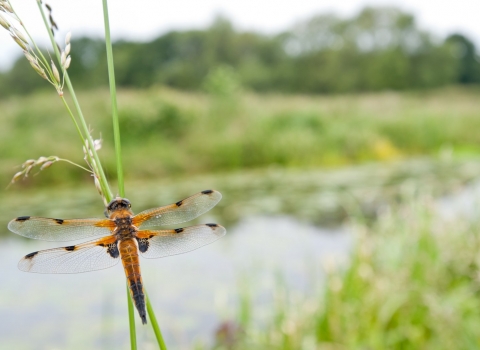 Four-spotted chaser 