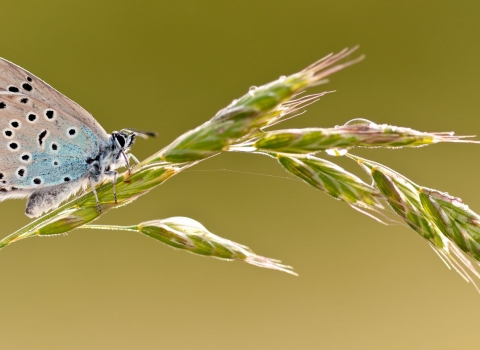 Large blue butterfly 