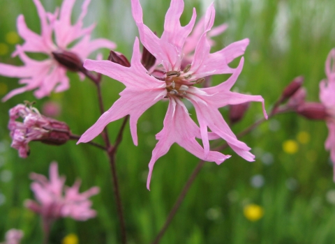 Ragged robin