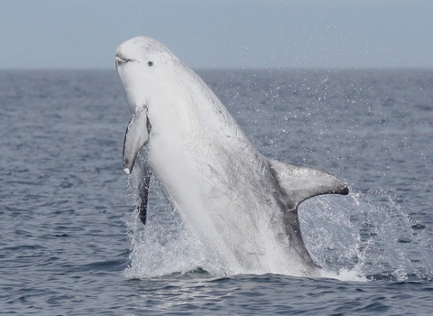 dolphin wildlife trusts