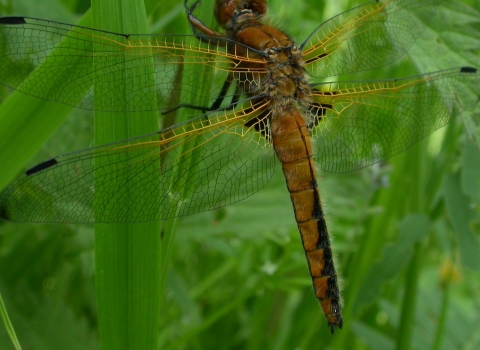 Scarce chaser - Philip Precey