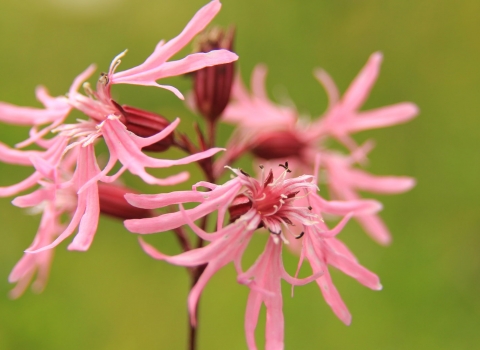 Ragged Robin