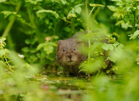 Water Vole
