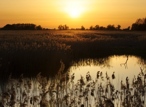 Fen landscape