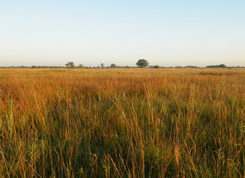 Fen Landscape