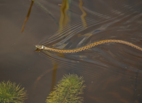 Grass snake