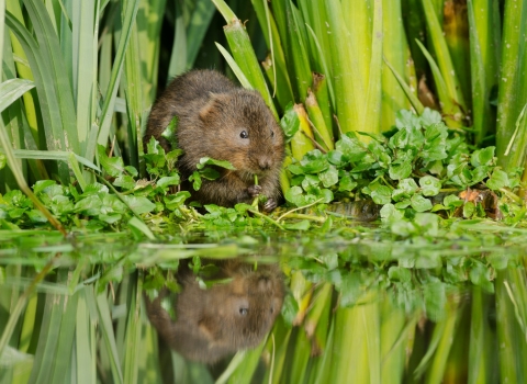 Water vole