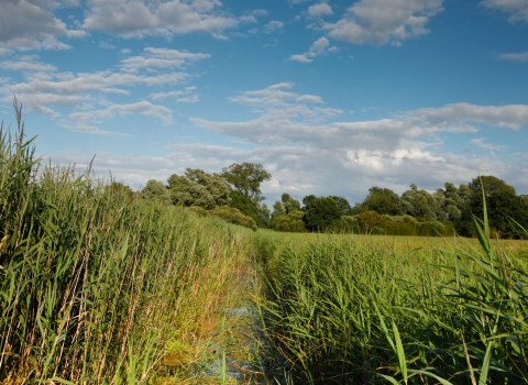 Reeds at Woodwalton Fen