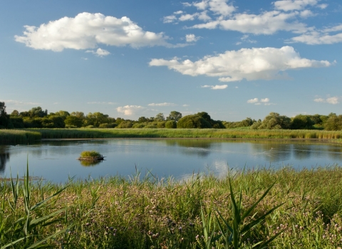 Woodwalton Fen