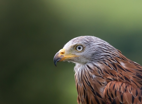 Red kite